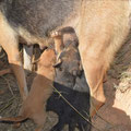 Twini et ses 5 chiots (SOS Adaana) parrainées par : Maryse D-F. (29); Françoise T. (26); Béatrice R. (24); Josiane G. (Suisse); Marie-Hélène C. (81); Anita P. (45); Céline E. (45)
