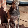 Burano (Cuencanimal) parrainé par Véronique V.