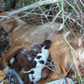 MAMAN et 8 chiots SOS Adaana parrainée par Josiane G. (Suisse); Françoise T. (26) ; Véronique M. (24)