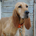Sasha (Cuencanimal) parrainée par Marianne K.