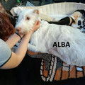 Alba parrainée parrainée par Isabelle M.