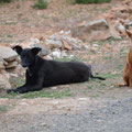 Lucky et Lynda parrainées par Christiane S. (44)