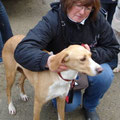 Béatrice (Déléguée 24) - Tél : 07 78 79 44 05 -  beatrice@galgosfrance.info
