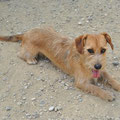 Kette adoptée par Patricia G. (24)