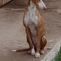 Fernando (Adaana) parrainé par Anne-Marie C. ; Ghislaine L.