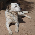 Lazo (Cuencanimal) parrainé par Véronique V.