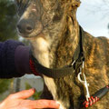 LEXI - galga 2 ans - Asso Galgos France  Image