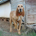 Sasha (Cuencanimal) parrainé par Maud D.