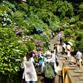 善峯寺あじさい園②