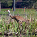 In recent years, sandhill cranes have returned to Lake Mitchell. 