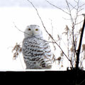 The snowy owl occasionally stops along Lake Mitchell during its migration. 