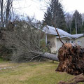 A Christmas Eve 2015 windstorm knocked down several dozen trees, most on the east side of Lake Mitchell. 