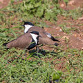 Spornkiebitz, Spur-winged Lapwing, Vanellus spinosus, Cyprus, Paphos Sewage Plant, Januar 2019