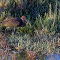 Brauner Sichler, Glossy Ibis, Plegadis falcinellus, Cyprus, Akrotiri - Zakaki Marsh, September 2018