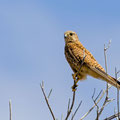 Turmfalke, Common Kestrel, Falco tinnunculus, Cyprus, Ineia-Pittokopos, Juli 2018