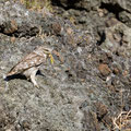 Steinkauz, Little Owl, Athene noctua, Cyprus, Paphos - Anarita Park Area, Futterübergabe, Mai 2018