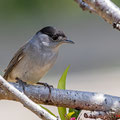 Mönchsgrasmücke, Blackcap male, Sylvia atricapilla, Cyprus, Pegeia-Agios Georgios, our Garden, April 2019