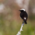 Oenanthe cypriaca - Cyprus Wheatear - Zypernsteinschmätzer, Cyprus, Anarita, March 2016