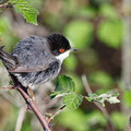 Sylvia melanocephala - Sardinian Warbler - Samtkopf-Grasmücke, Cyprus, Anarita Park, April 2016