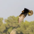 Rohrweihe, Western Marsh Harrier, Circus aeroginosus, Cyprus, Limassol, Zakaki Marsh + Pool, August 2018