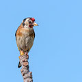 Distelfink, Goldfinch, Carduelis carduelis, Cyprus, our Garden, Januar 2019