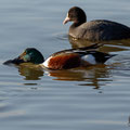 Anas clypeata - Northern Shoveler - Löffelente, Cyprus, Oroklini, Februar 2016