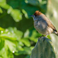 Mönchsgrasmücke, Blackcap female, Sylvia atricapilla,, Cyprus, Paphos Sewage Plant, Januar 2019