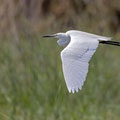 Seidenreiher, Little Egret, Egretta Garzetta, Cyprus, Akrotiri Marsh, 11.April 2018 