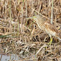 Rallenreiher, Squacco Heron, Ardeola ralloides, Cyprus, Limassol, Zakaki Marsh - Pool, 18. October 2018