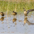 Knäkente, Garganey, Anas querquedula, Cyprus, Akrotiri - Zakaki Marsh, September 2018