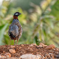 Francolinus francolinus - Halsbandfrankolin - Black Francolin, Cyprus, Home area, April 2016