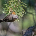 Fichtenkreuzschnabel, Common Crossbill, Laxia curvinostra, Cyprus, Troodos, Livadi tou pashia, 26. October 2018