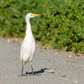 Kuhreiher, Cattle Egret, Bubulcus ibis, Cyprus, Paphos Sewage Plant, Januar 2019