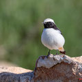 Schwarzrücken-Steinschmätzer, Mourning Wheatear, Oenathe lugens, Cyprus, Pegeia - Agios Georgios, Cape Drepanum, Februar 2019