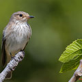 Grauschnäpper, Spotted Flycatcher, Muscicapa striata, Cyprus, Pegeia-Agios Georgios, our Garden, April 2019