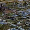 Wasserralle, Water Rail, Rallus aquaticus, Cyprus, Limassol-Zakaki Pool-Marsh, 27. September 2018