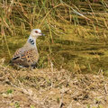 Turteltaube, Turtle Dove, Streptopelia turtur, Cyprus, Ineia-Pittokopos, Juli 2018