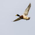 Stockente, Mallard, Anas platyrhynchos, Cyprus, Akrotiri Marsh, 11.April 2018 