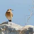 Oenanthe isabellina - Isabelline Wheatear - Isabellsteinschmätzer, Cyprus, Akrotiri, Lady´s Miles Beach, Februar 2016