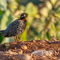 Francolinus francolinus - Halsbandfrankolin - Black Francolin, Cyprus, Home area, April 2016