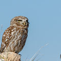 Athene noctua - Little Owl - Steinkauz, Cyprus, Anarita, March 2016