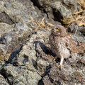 juvenile Little Owl´s, Athene noctua, Cyprus, Paphos - Anarita Park Area, around breeding cave, Mai - June 2018