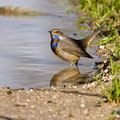 Blaukehlchen, Bluethroat male, Luscinia svecica, Cyprus, Paphos Sewage Plant, Januar 2019