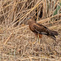 Rohrweihe, Western Marsh Harrier, Circus aeroginosus, Cyprus, Limassol, Zakaki Marsh - Pool, 18. October 2018