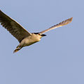 Nachtreiher, Black-croned Night Heron, Nycticorax nycticorax, Cyprus, Limassol, Zakaki Marsh + Pool, August 2018