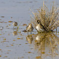 Alpenstrandläufer, Dunlin, Calidris alpina, Cyprus, Zakaki Marsh - Pools before Salt Lake, 27. September 2018