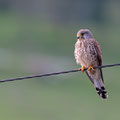 Turmfalke, Common Kestrel, Falco tinnunculus, Cyprus, Asprokremmos - Nata, Januar 2019