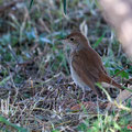 Nachtigall, Common Nightingale, Luscinia megarhynchos, Cyprus, Pegeia-Agios Georgios, our Garden, April 2019