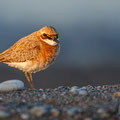 Charatrius leschenaultii columbinus 2 - Greater Sand Plover - Wüstenregenpfeifer, Cyprus, Mandria Beach, 20.04.2016