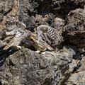 Steinkauz, Little Owl, Athene noctua, Cyprus, Paphos - Anarita Park Area, Futterübergabe, Mai 2018